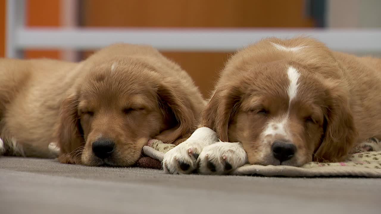 36 dogs rescued from unlicensed breeder in Cass County — Minneapolis Community news